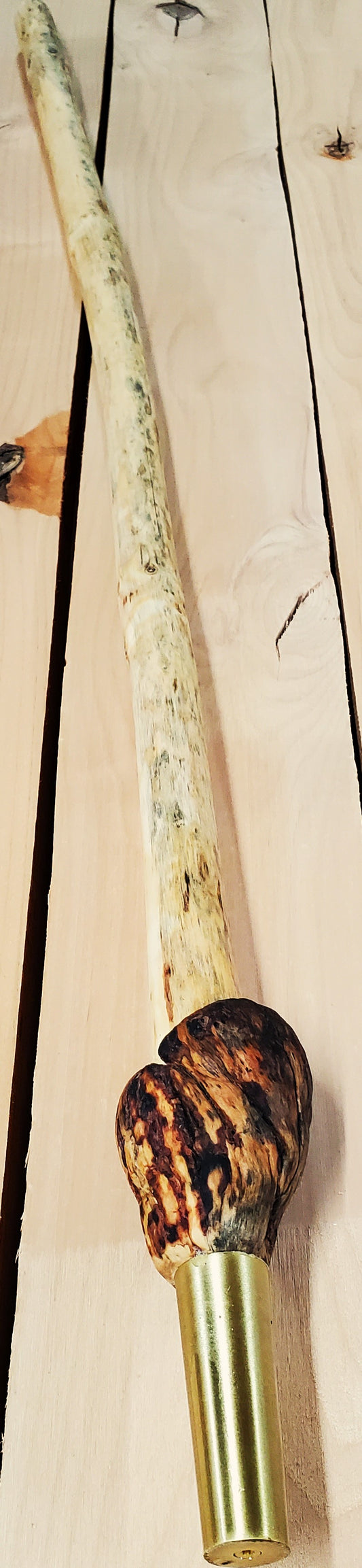 Lodgepole Pine  Medium Walking Stick