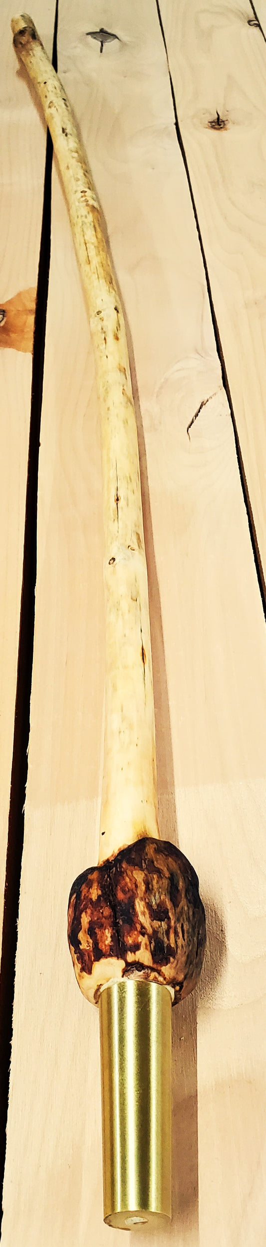 Lodgepole Pine  Tall Walking Stick